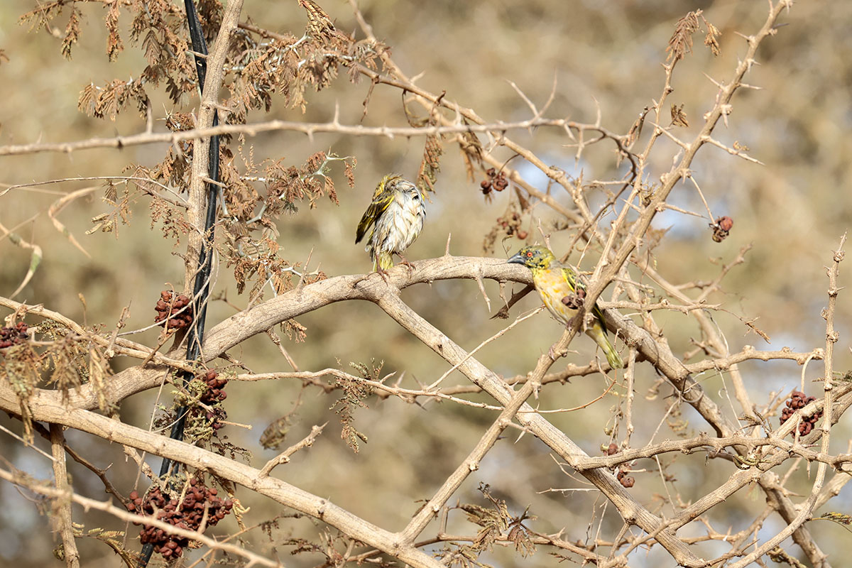 Village Weaver